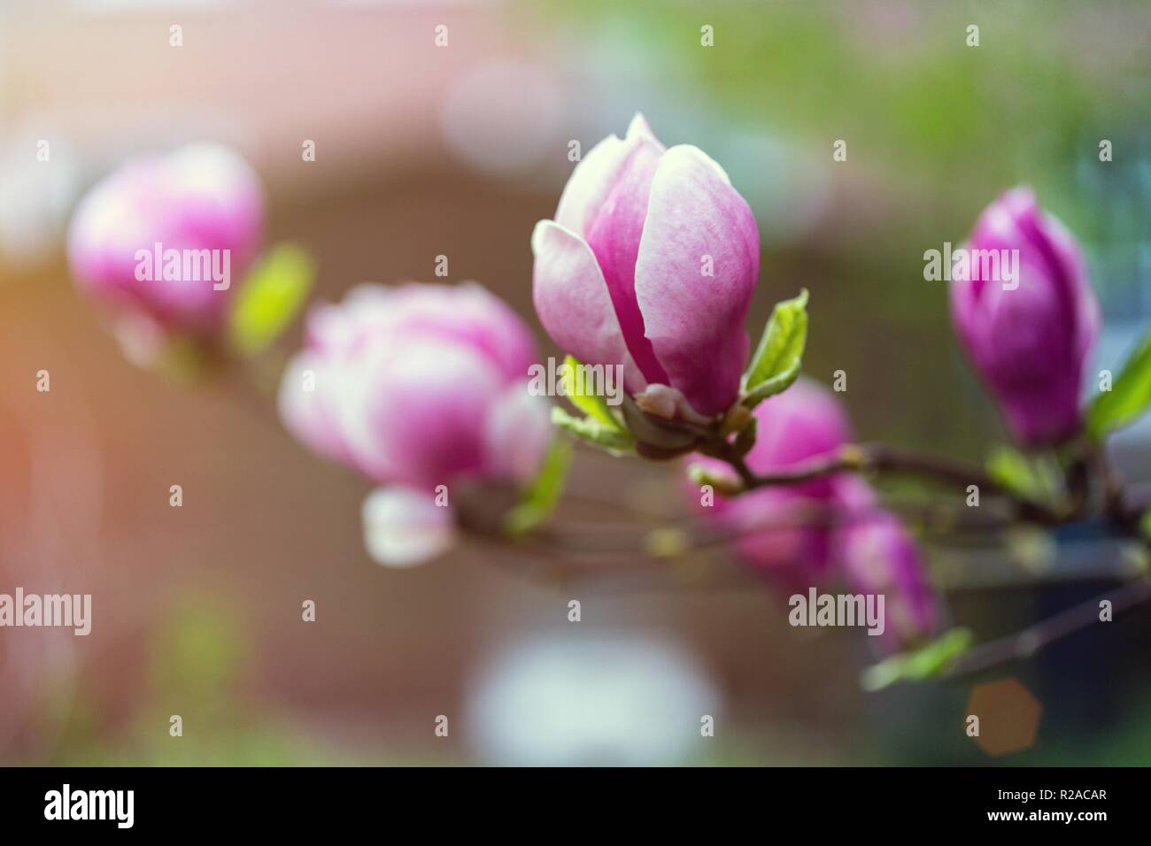 spring - a branch with beautiful magnolia flowers Stock Photo - Alamy