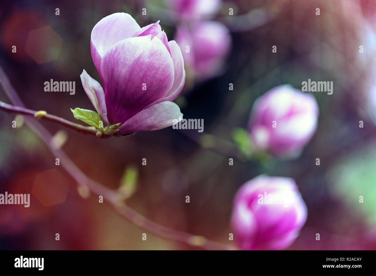 spring - a branch with beautiful magnolia flowers Stock Photo - Alamy