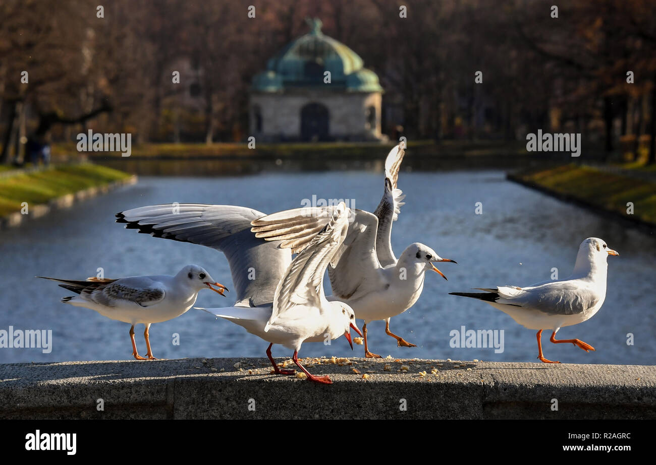 18 November 2018, Bavaria, München: Seagulls peck for food on a bridge on the Nymphenburger Kanal, while in the background the Hubertus fountain can be seen. Photo: Tobias Hase/dpa Stock Photo