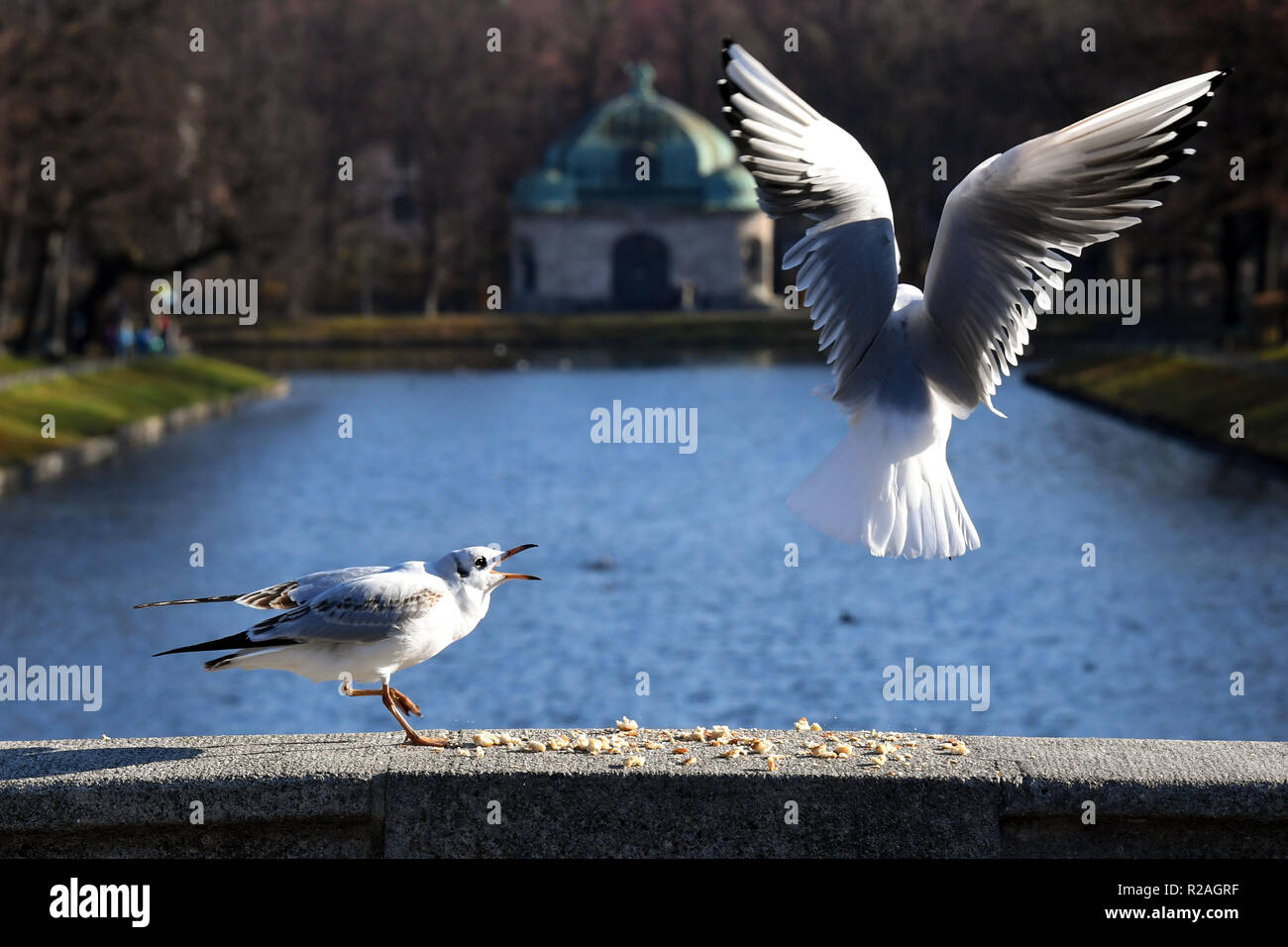 18 November 2018, Bavaria, München: Two seagulls quarrel over food on a bridge on the Nymphenburger Kanal - in the background stands the Hubertusbrunnen. Photo: Tobias Hase/dpa Stock Photo