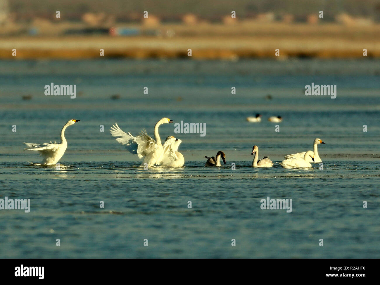Shijiazhuang, China's Hebei Province. 18th Nov, 2018. Swans forage in Luoping Lake, a stop-over for wintering migratory birds, in the Chabei area of Zhangjiakou, north China's Hebei Province, Nov. 18, 2018. Credit: Yang Shiyao/Xinhua/Alamy Live News Stock Photo