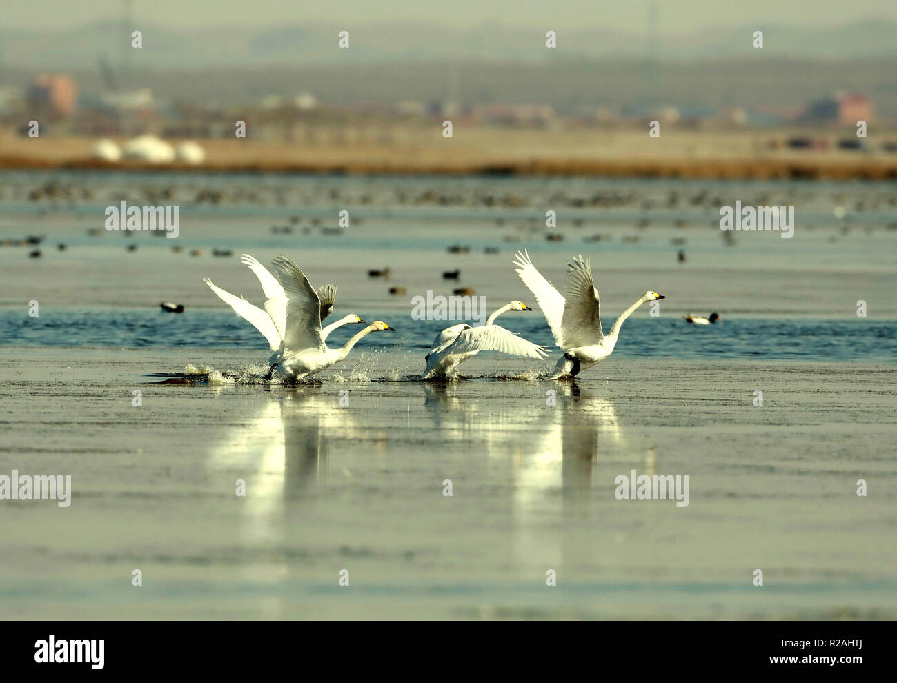 Shijiazhuang, China's Hebei Province. 18th Nov, 2018. Swans frolic in Luoping Lake, a stop-over for wintering migratory birds, in the Chabei area of Zhangjiakou, north China's Hebei Province, Nov. 18, 2018. Credit: Yang Shiyao/Xinhua/Alamy Live News Stock Photo