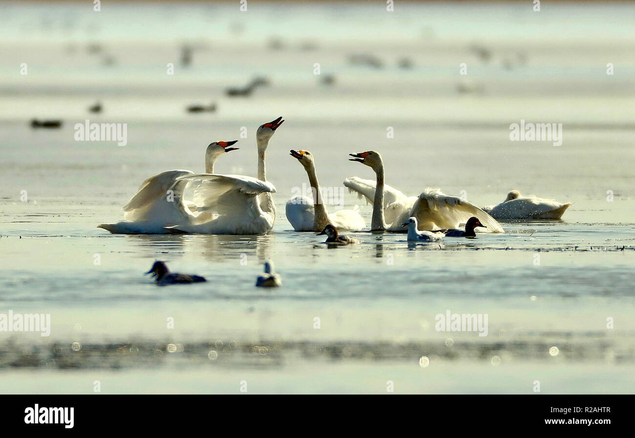 Shijiazhuang, China's Hebei Province. 18th Nov, 2018. Swans forage in Luoping Lake, a stop-over for wintering migratory birds, in the Chabei area of Zhangjiakou, north China's Hebei Province, Nov. 18, 2018. Credit: Yang Shiyao/Xinhua/Alamy Live News Stock Photo
