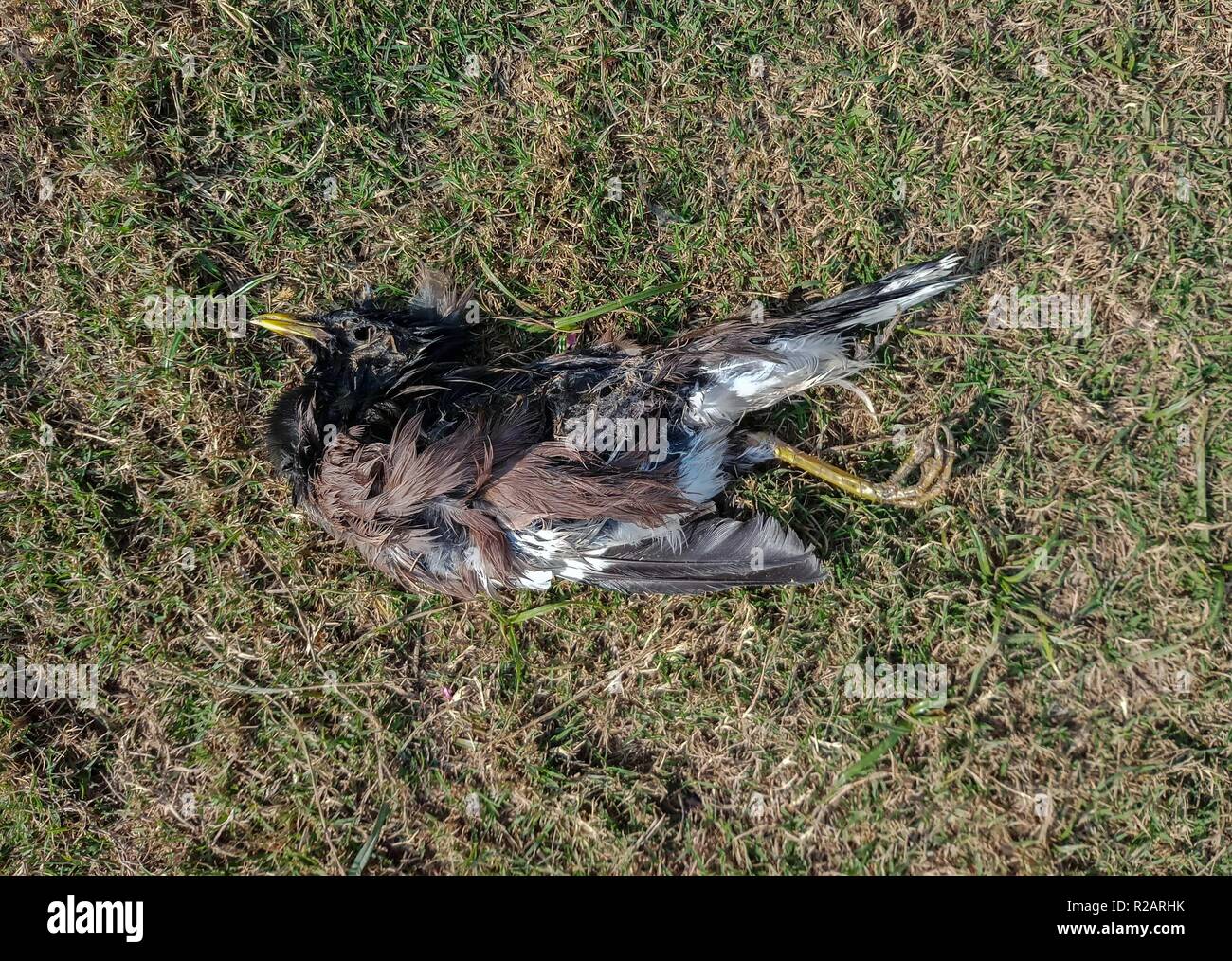 Chandigarh, Punjab, India. 18th Nov, 2018. A dead bird seen lying on the  ground in  is a city and a union territory in India  that serves as the capital of the