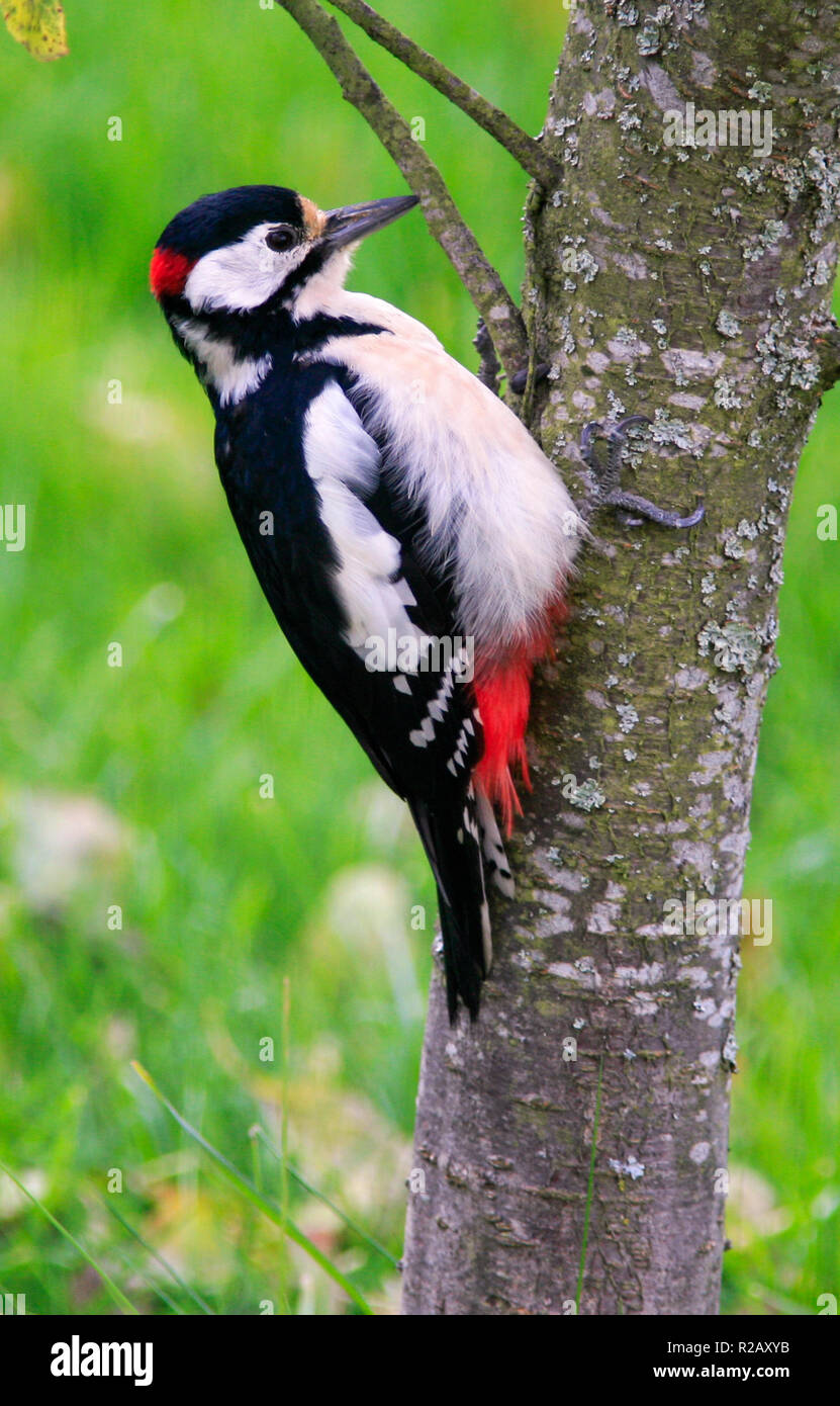GREAT SPOTTED WOODPECKER Dendrocopos major Stock Photo
