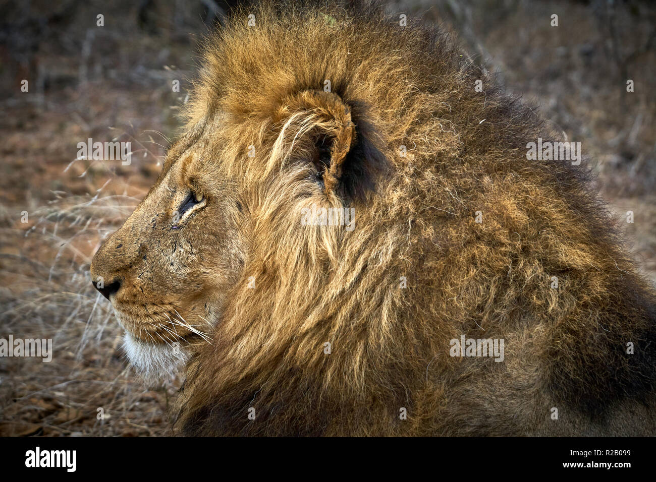 Old Man Lion Stock Photo