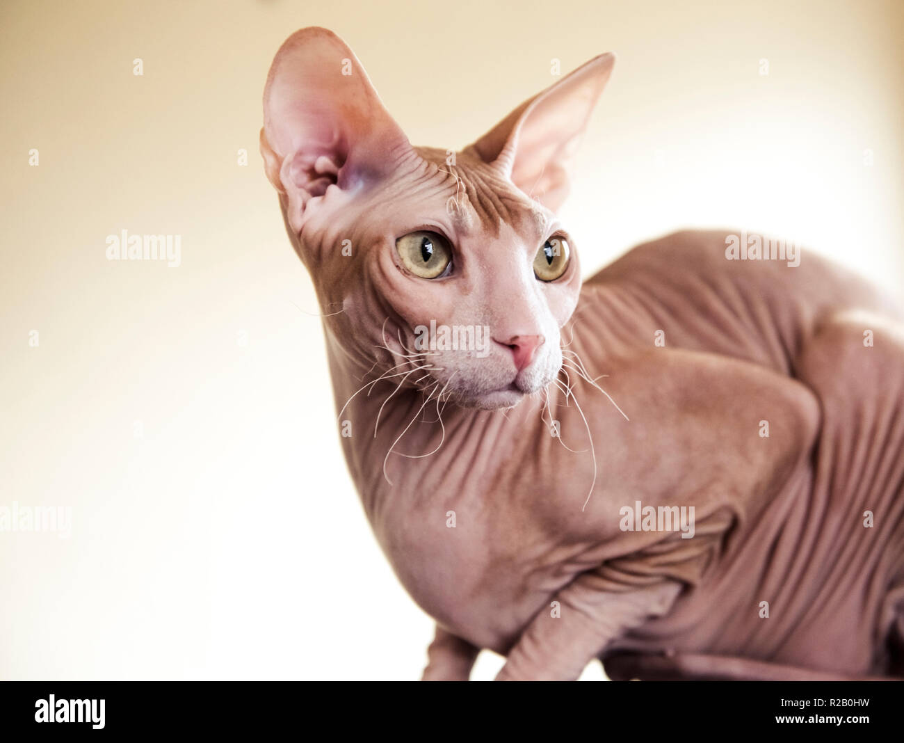 Hairless cat hi-res stock photography and images - Alamy