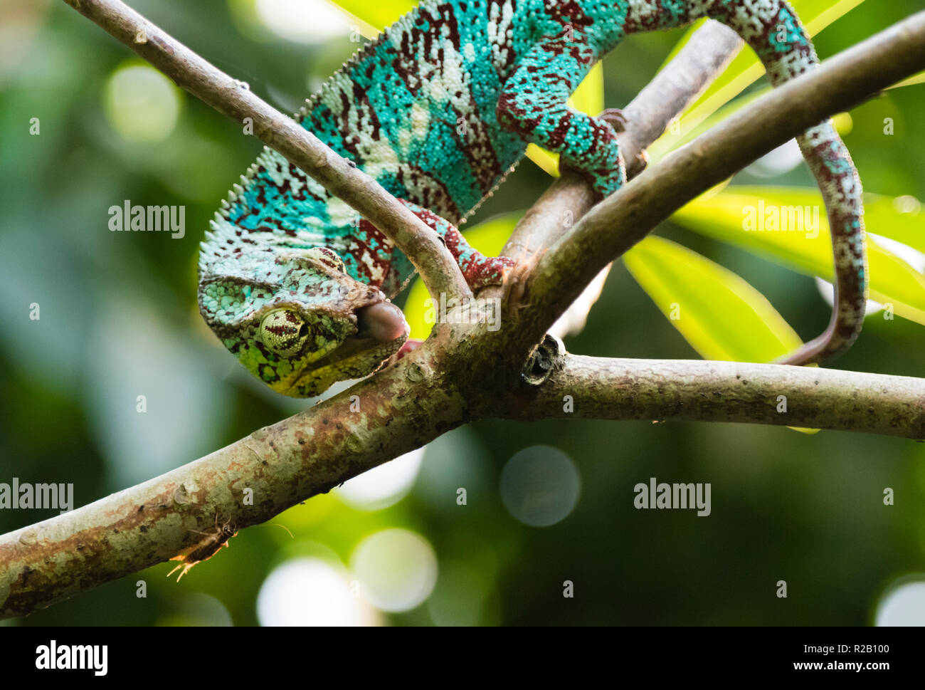 Male adult Panther Chameleon (Furcifer pardalis) in its natural habitat, the Madagascar rain forest, hunting an insect with its long sticky tongue. Stock Photo