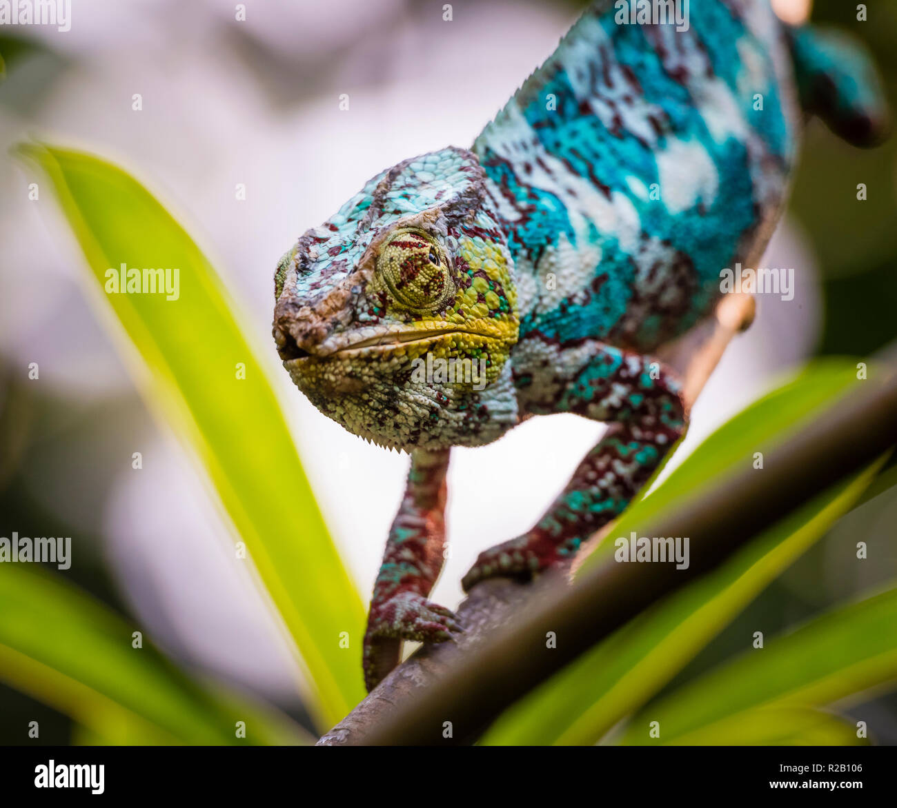 Male adult Panther Chameleon (Furcifer pardalis) in its natural habitat, the Madagascar rain forest. Stock Photo