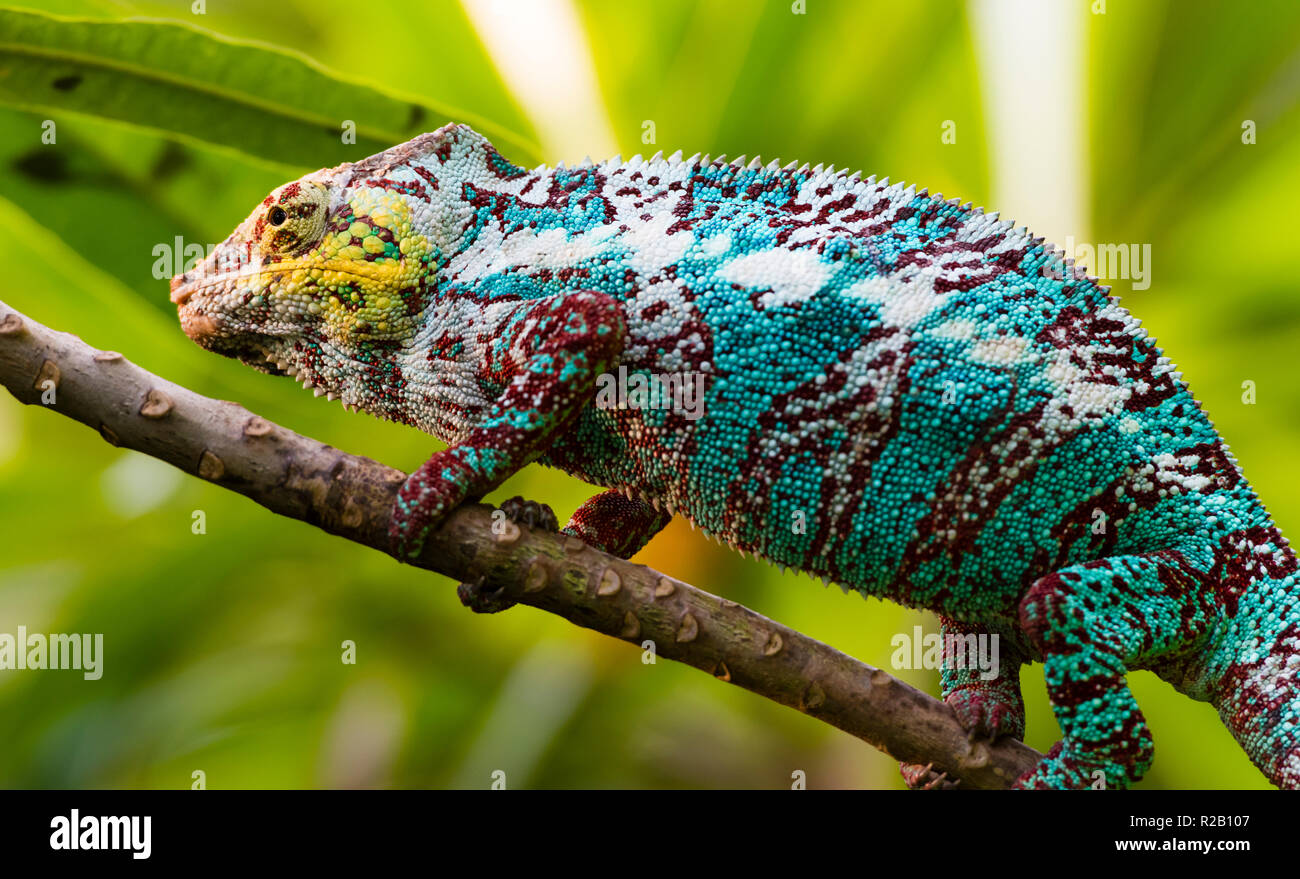 Male adult Panther Chameleon (Furcifer pardalis) in its natural habitat, the Madagascar rain forest. Stock Photo
