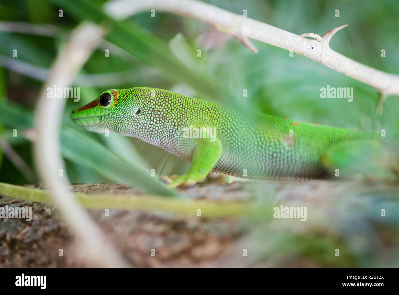 Madagascar Green Day Gecko (Phelsuma)  in its natural habitat, the Madagascar rain forest. Stock Photo