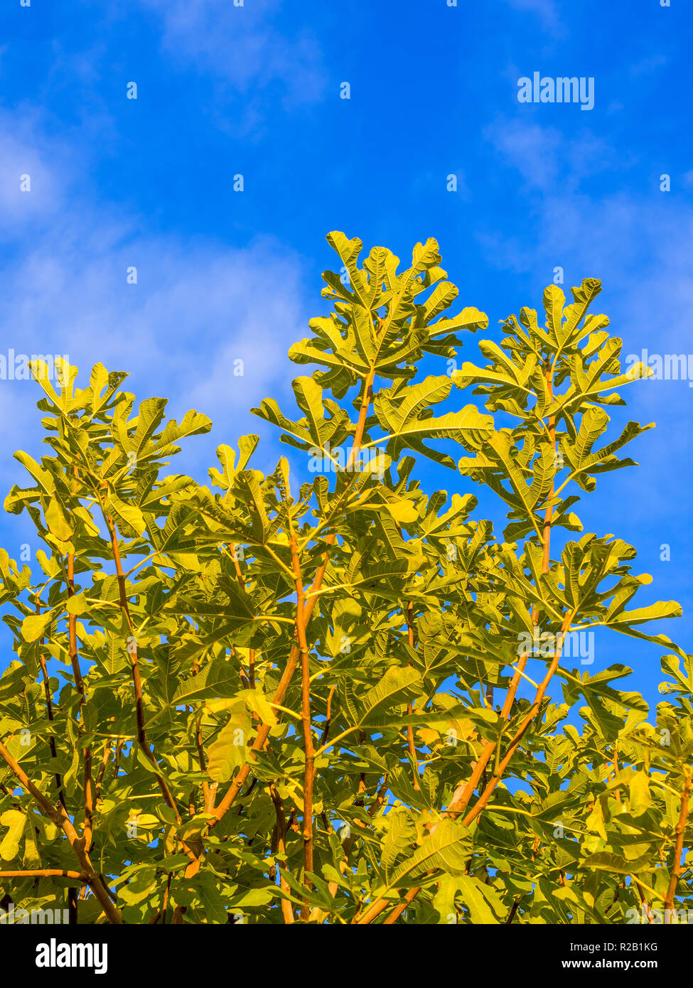 Common Fig (Ficus carica) tree against blue sky - France Stock Photo ...