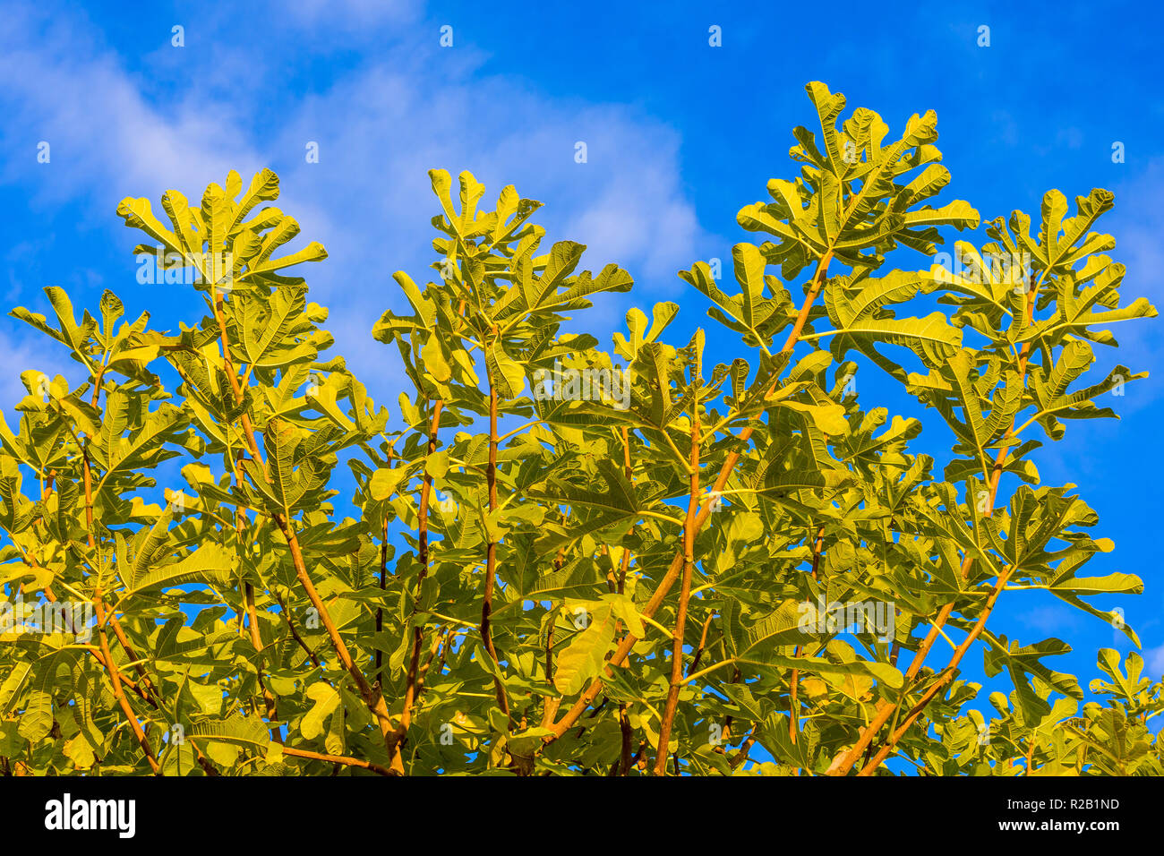 Common Fig (Ficus carica) tree against blue sky - France Stock Photo ...
