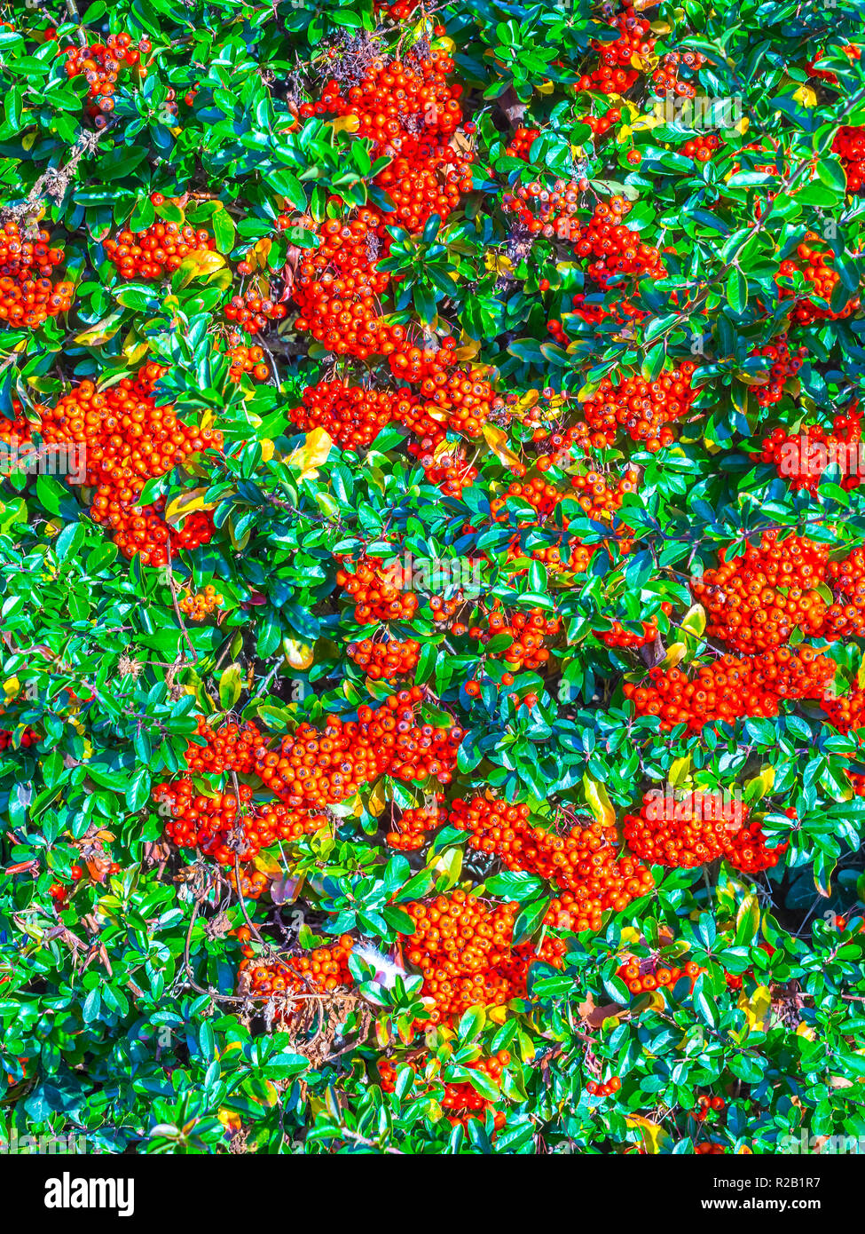 Pyracantha / Firethorn hedge with red berries (pomes) - France. Stock Photo