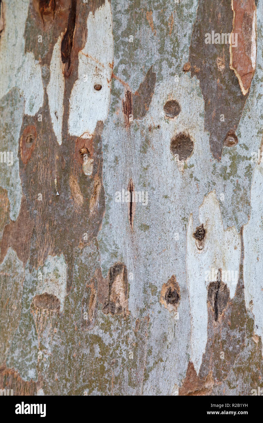 Texture of sycamore bark. Close-up. Background Stock Photo - Alamy