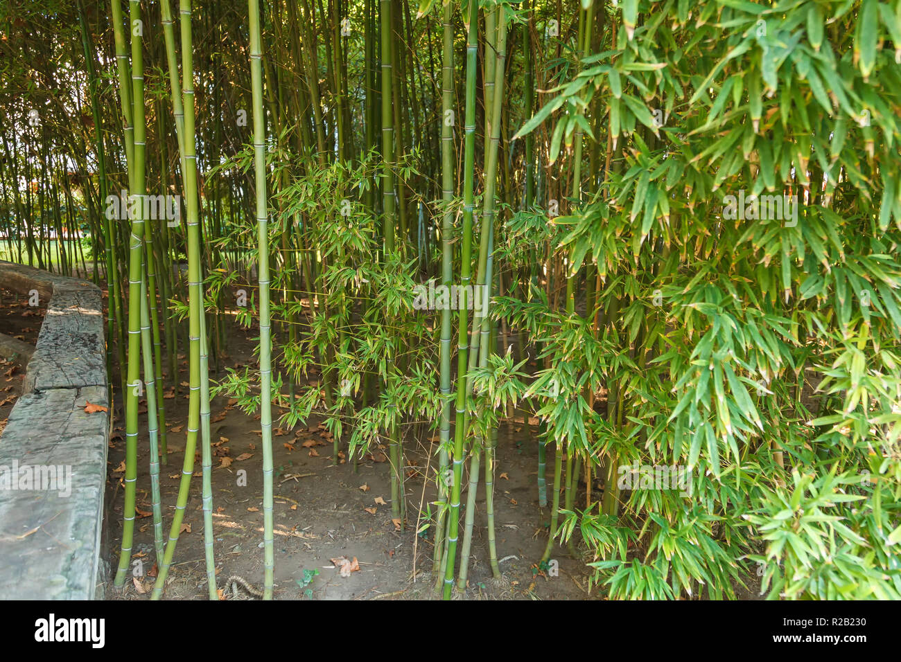 Thick thickets of young bamboo. Landscape Stock Photo Alamy