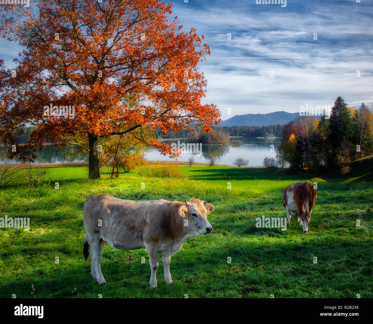 DE - BAVARIA: Tranquil scene at the Ostersee (Lake) near Iffeldorf Stock Photo