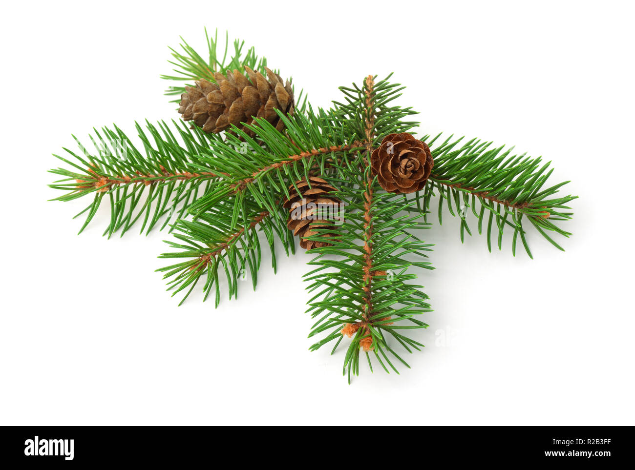 Green spruce branch with cones isolated on white Stock Photo - Alamy