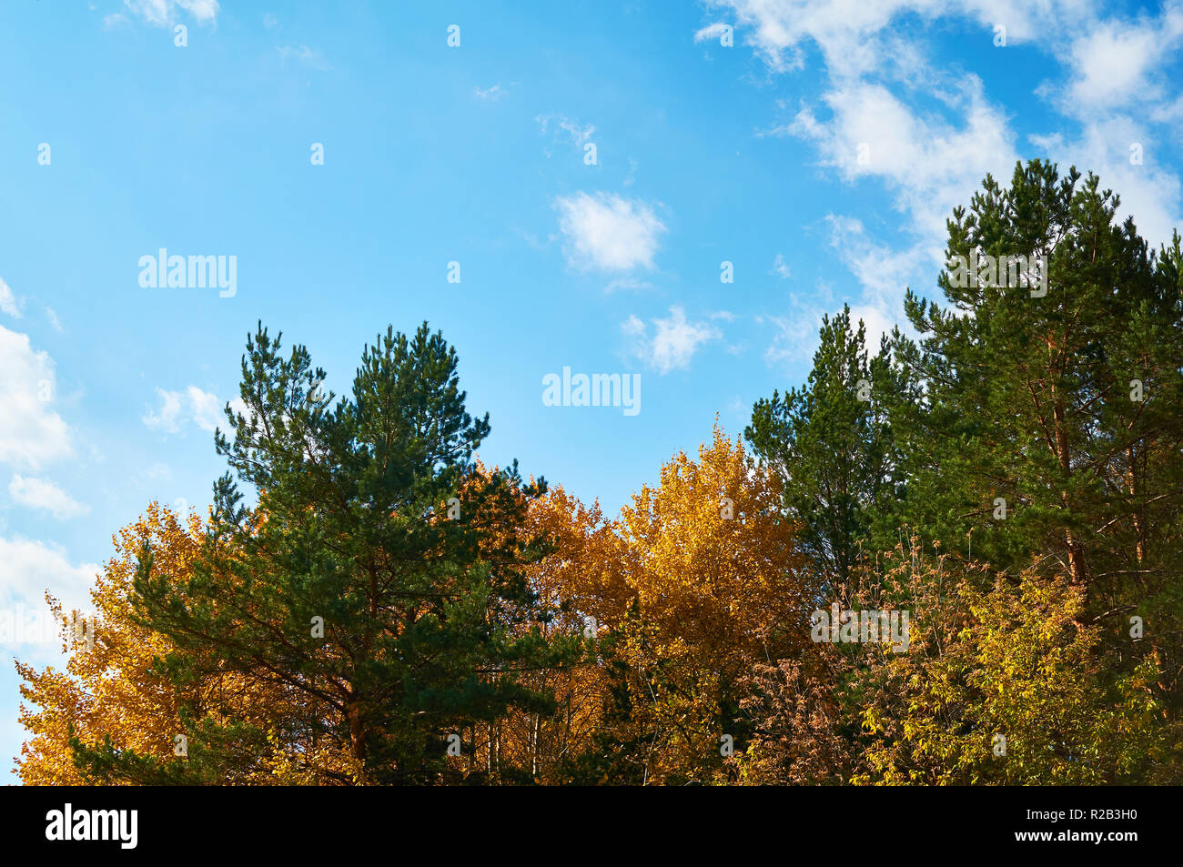 Blue sky in the background the tops of the trees in the sunny weather. Stock Photo