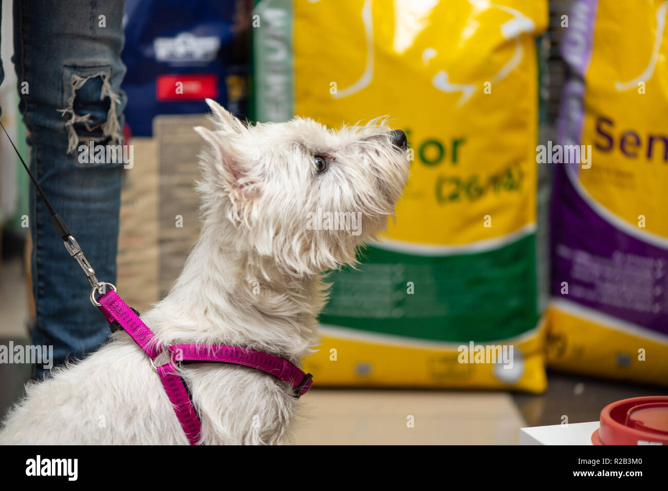 Medium sized terrier hires stock photography and images Alamy