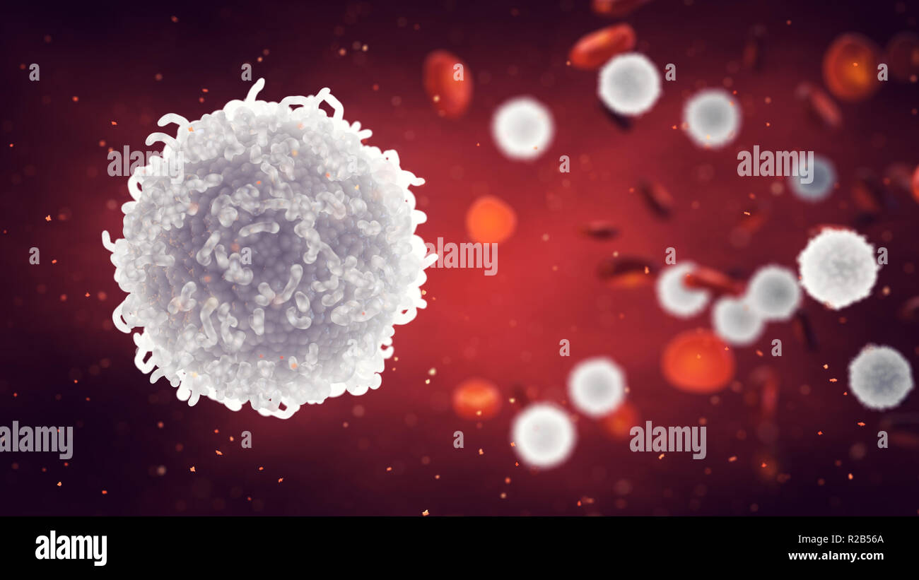 White and red  blood cells, Leukocytes , Infectious disease and Immune system Stock Photo