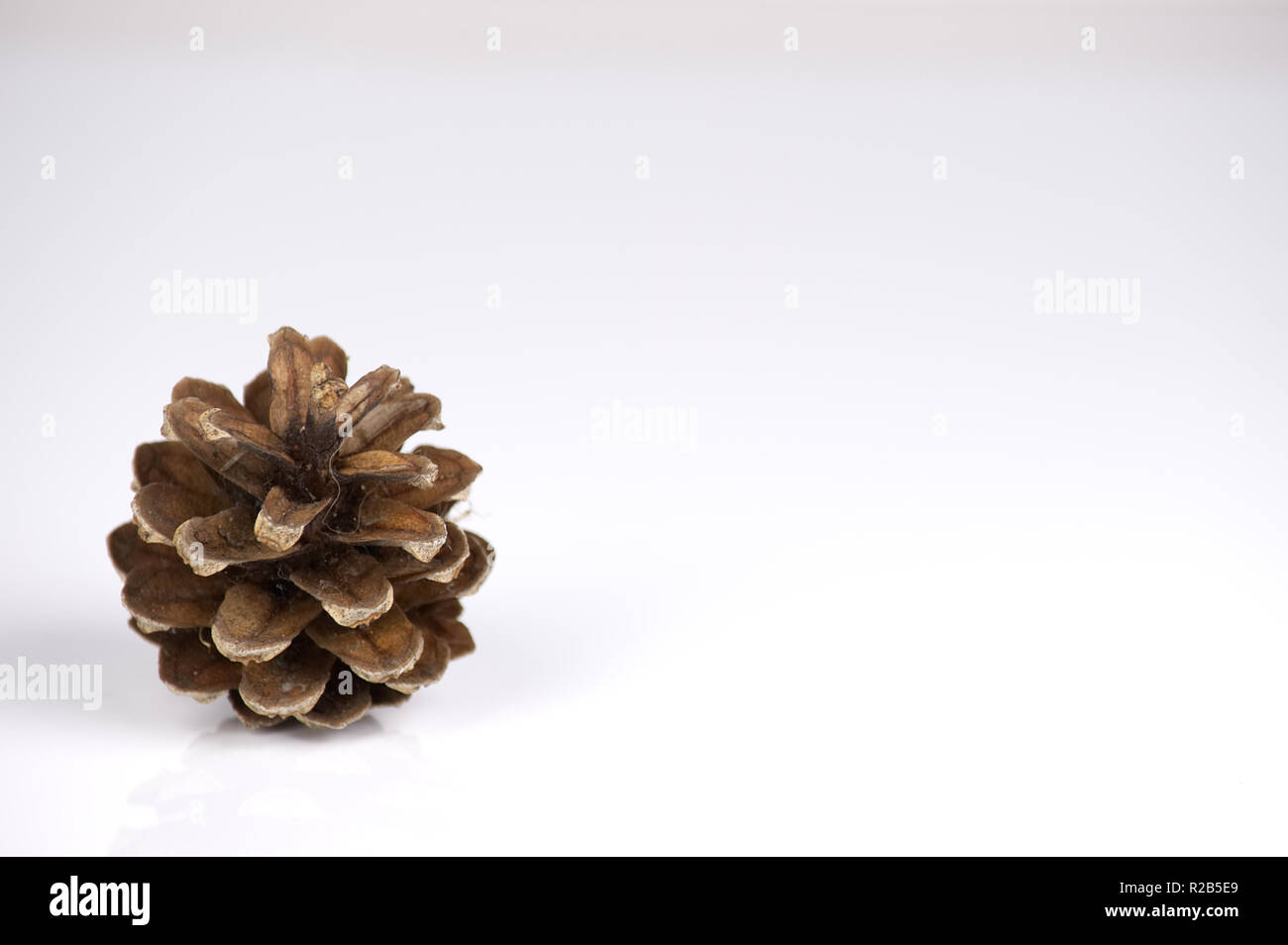 Pine cone isolated on a white background with reflection Stock Photo