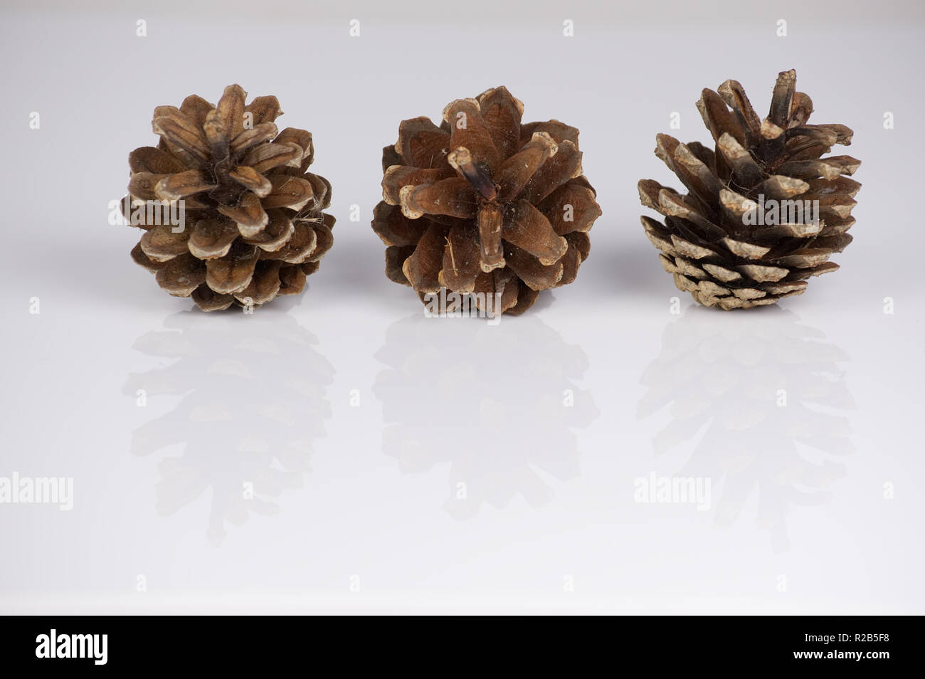 Pine cones isolated on a white background with reflection Stock Photo