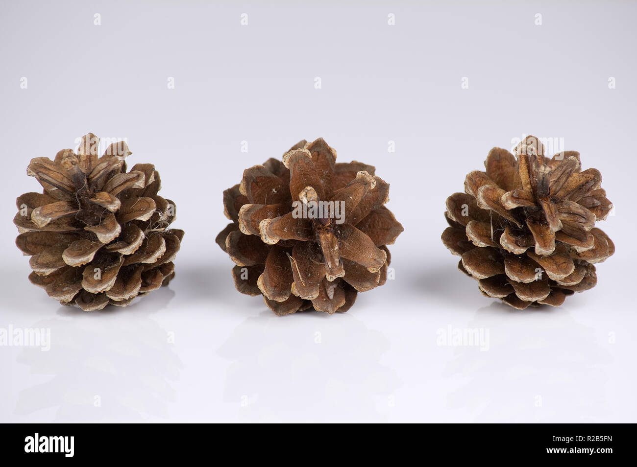 Pine cones isolated on a white background with reflection Stock Photo
