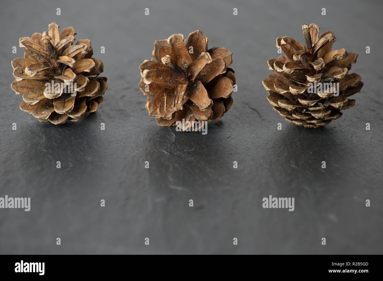 Three 3 pine cones isolated on a slatebackground with reflection Stock Photo