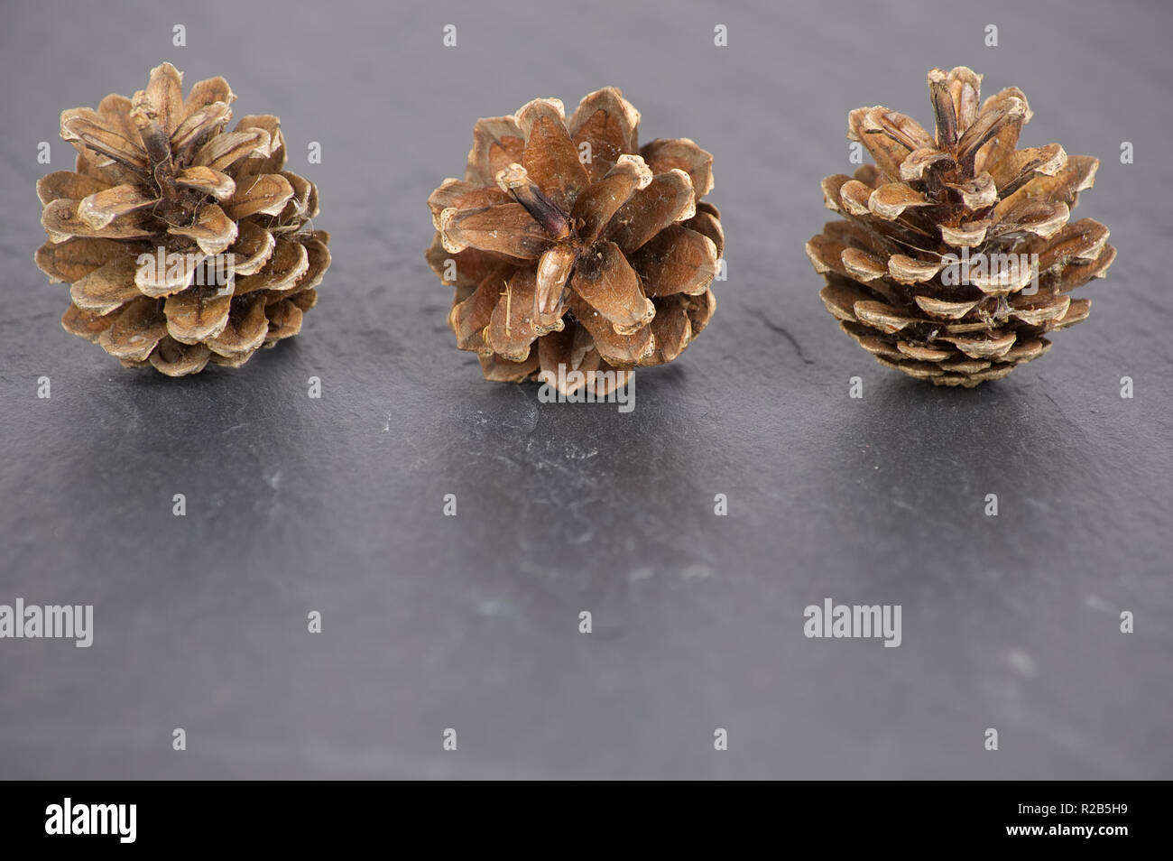 Three 3 pine cones isolated on a slatebackground with reflection Stock Photo