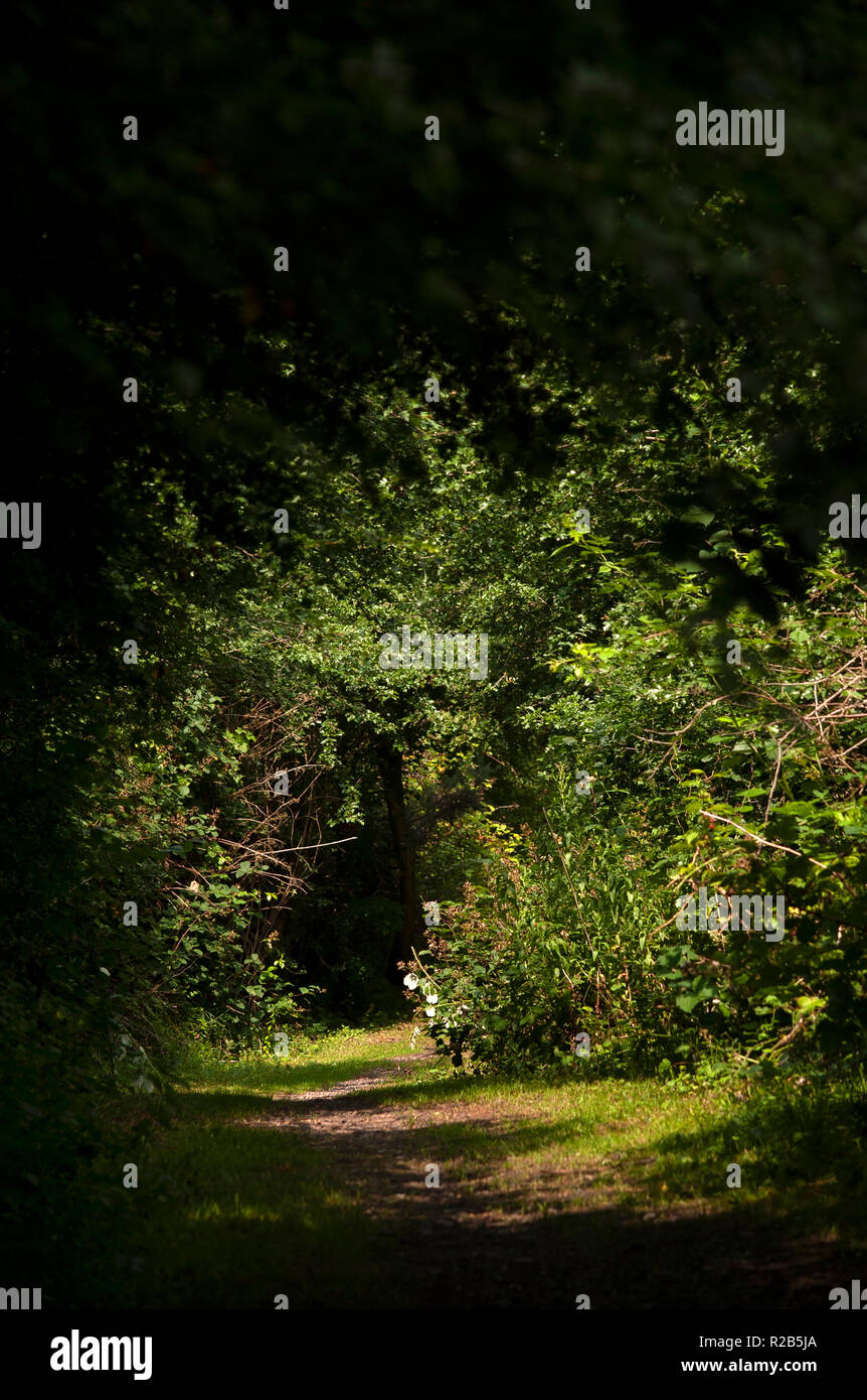 Path through woodland at Ferryhill Carrs Nature Reserve, County Durham