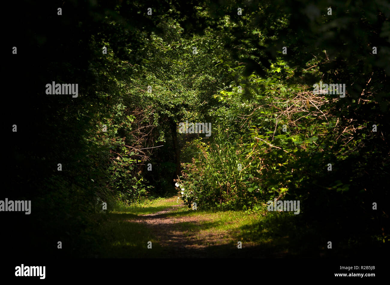 Path through woodland at Ferryhill Carrs Nature Reserve, County Durham Stock Photo Alamy