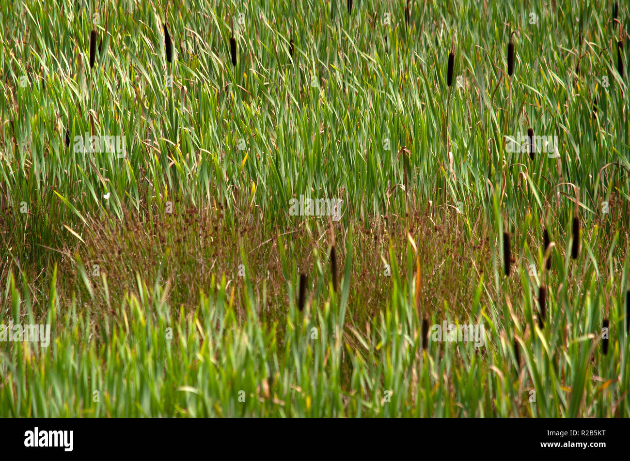 Bullrushes on wetland at Ferryhill Carrs Nature Reserve, County Durham ...