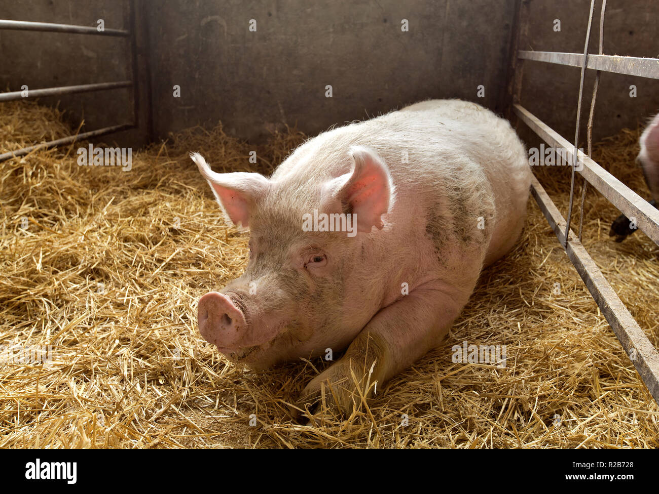 Boar resting in comfort, straw bedded pen 'Sus scrofa domesticus'. Stock Photo