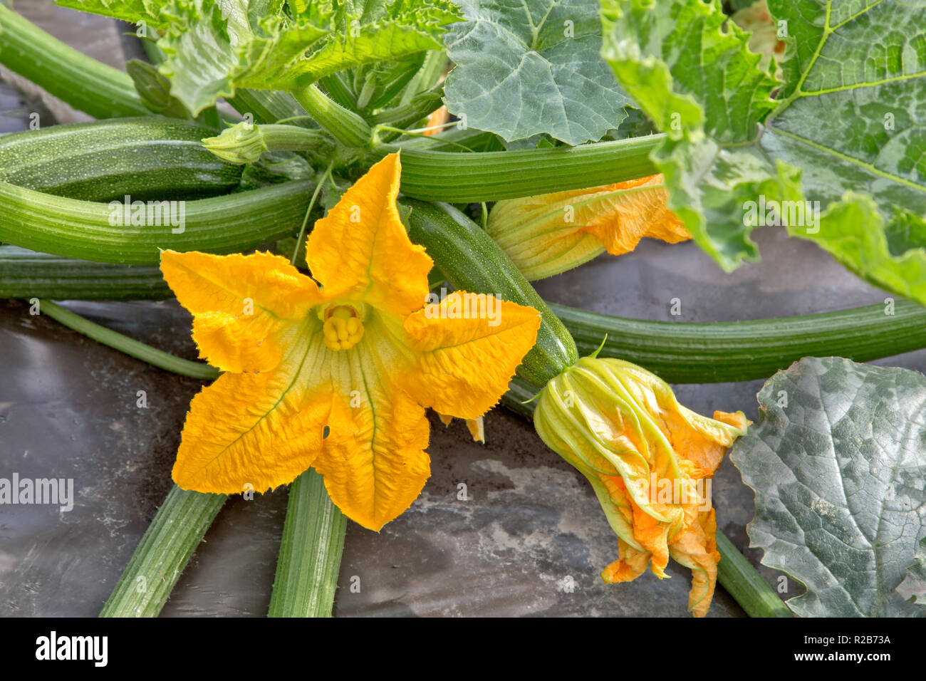 Zucchini squash,  female & male flowers on the same plant, growing in field planting, organic,  'Cucurbita pepo'. Stock Photo
