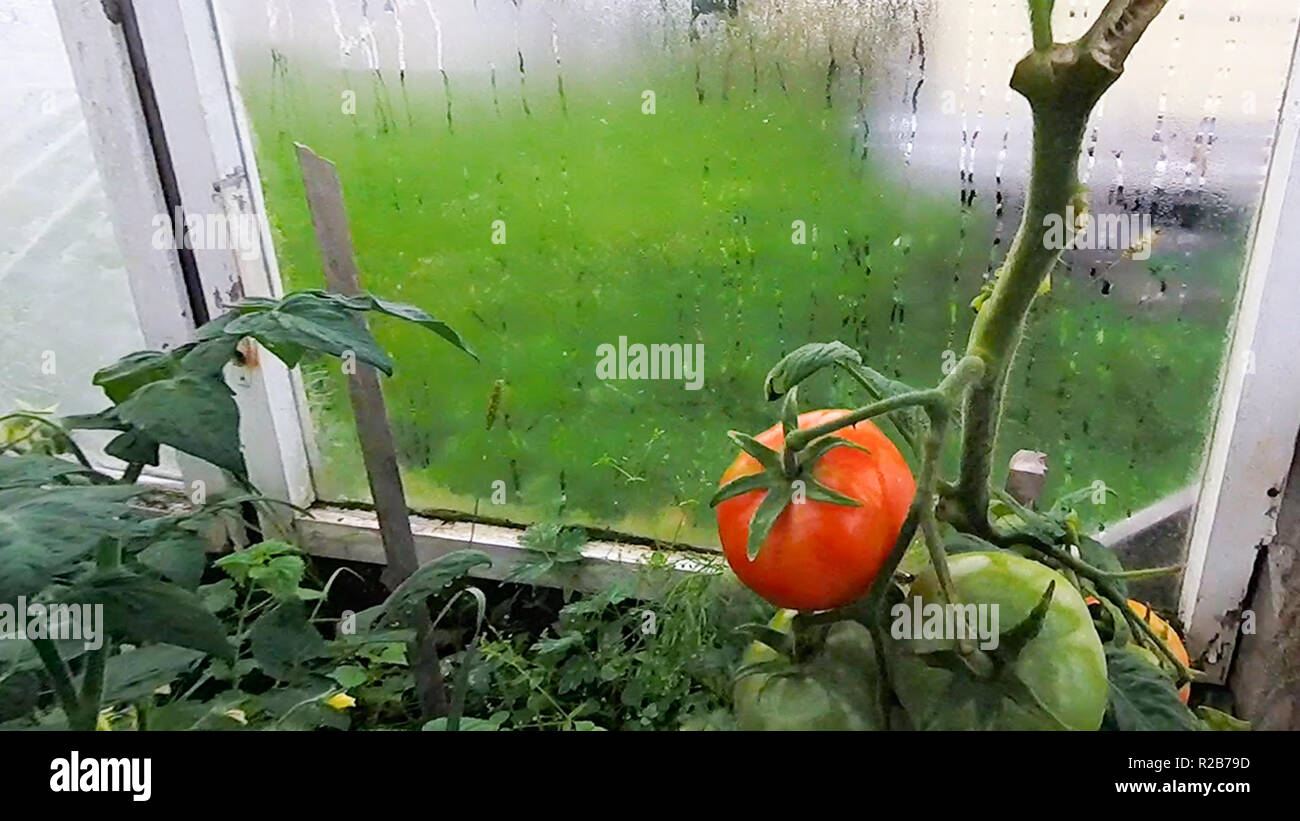 Tomatoes hang and ripen on a branch in a greenhouse Stock Photo - Alamy