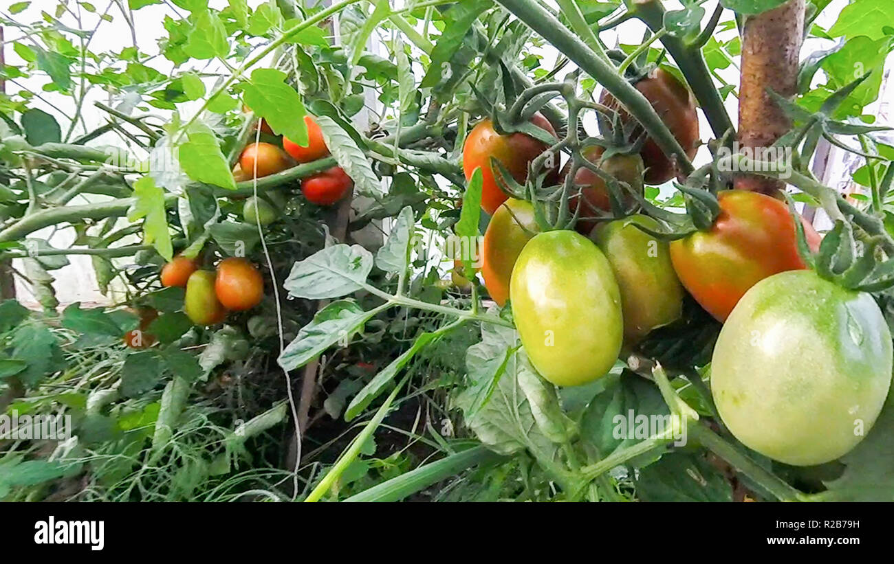 Tomatoes hang and ripen on a branch in a greenhouse Stock Photo - Alamy