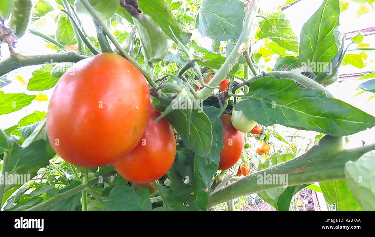 Tomatoes hang and ripen on a branch in a greenhouse Stock Photo - Alamy