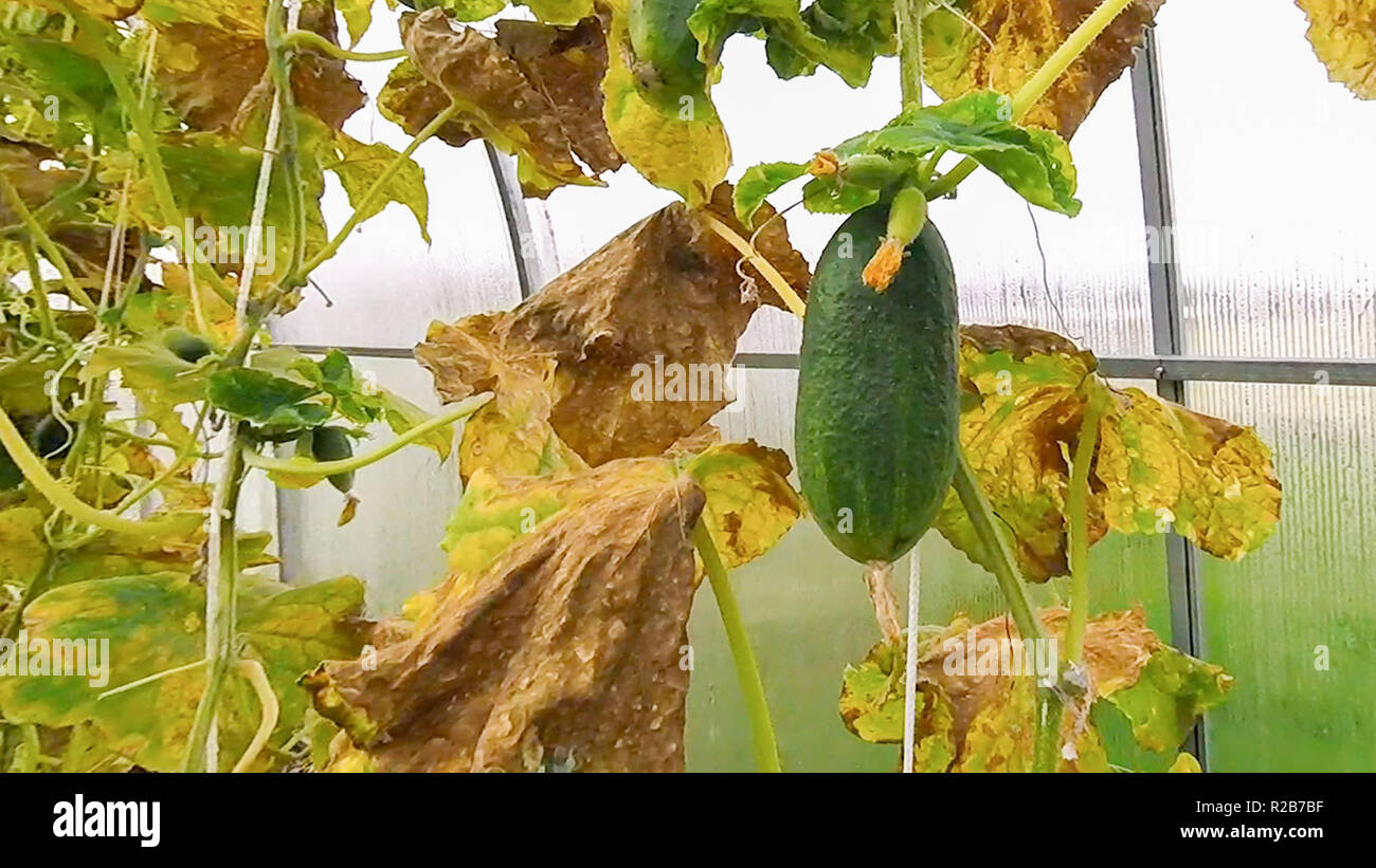 Cucumbers Grow In The Greenhouse At The End Of The Season With Yellow Leaves Stock Photo Alamy