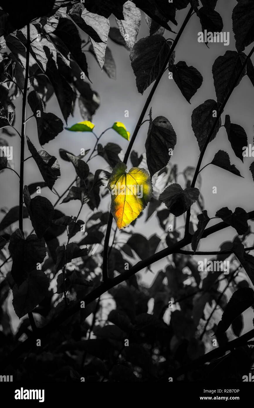 Photograph of a tree and leaves with the use of selective color. Stock Photo