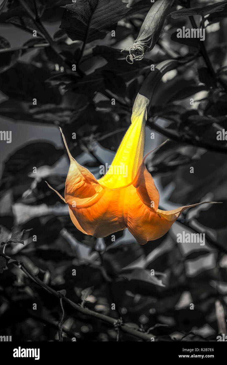 Photograph of a bell flower with the use of selective color. Stock Photo