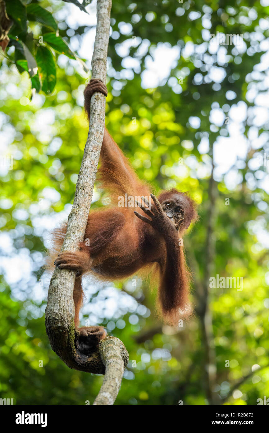 Sumatran Orang-utan - Pongo abelii, hominid primate from Sumatran forests, Indonesia. Stock Photo