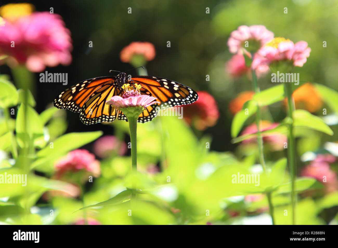 Monarch Butterfly, Danaus plexippus, on a flower Stock Photo - Alamy