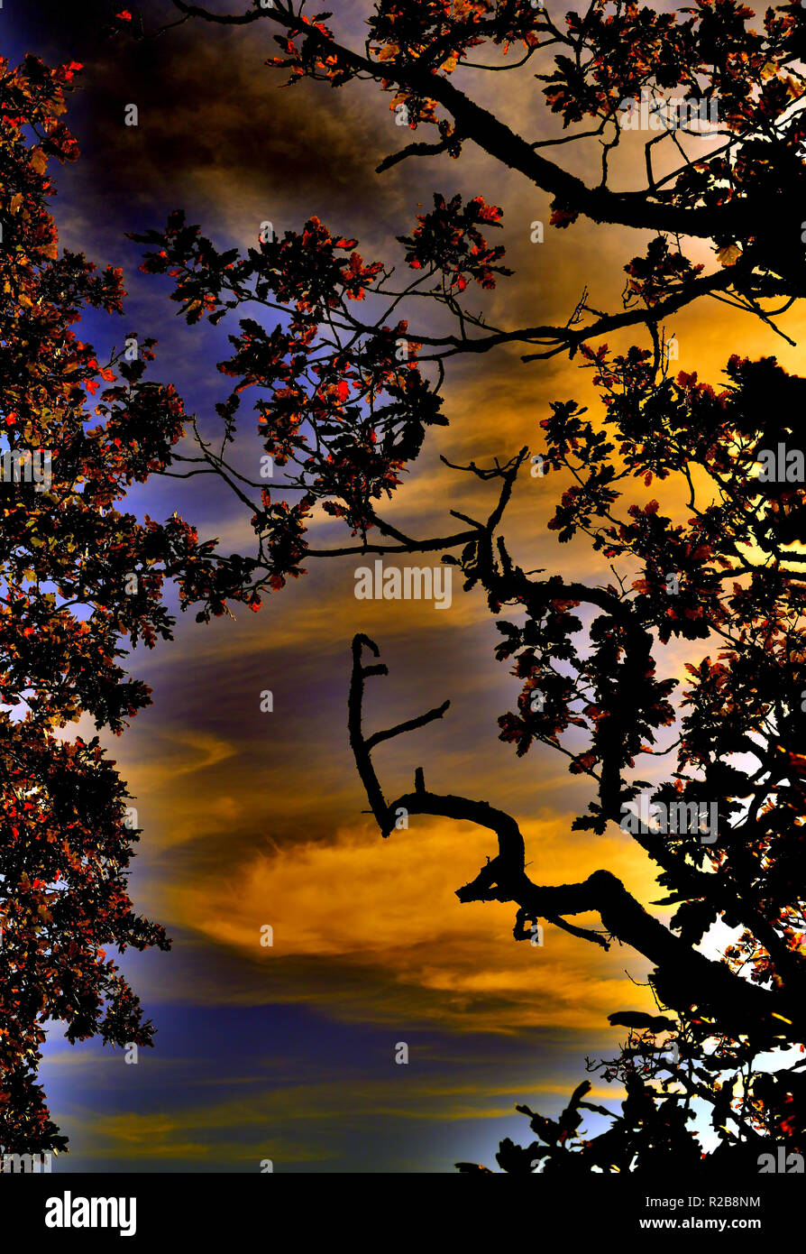 Autumn leaves and sky. Stock Photo