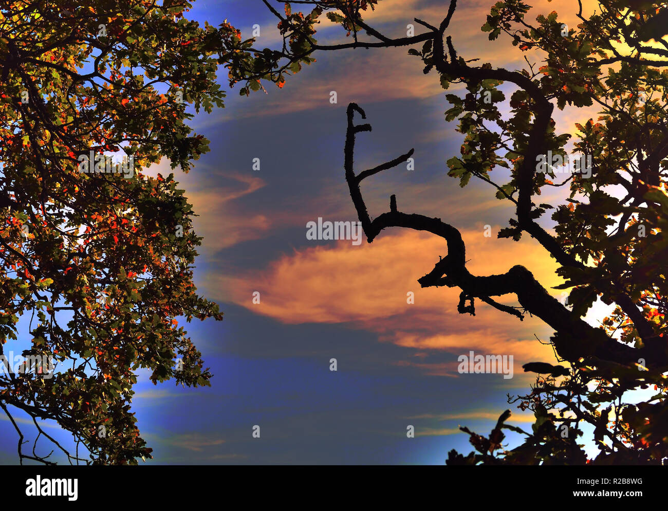 Autumn leaves and sky. Stock Photo