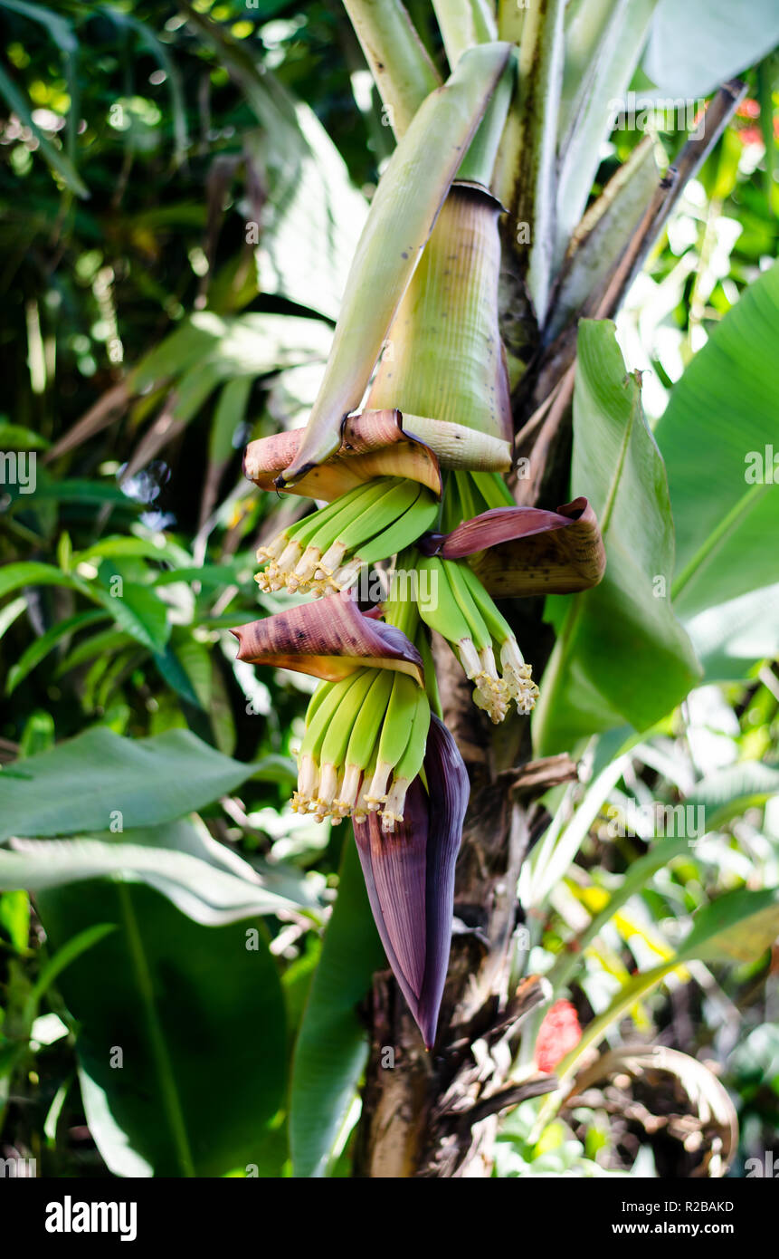 Detail of banana flowers Stock Photo