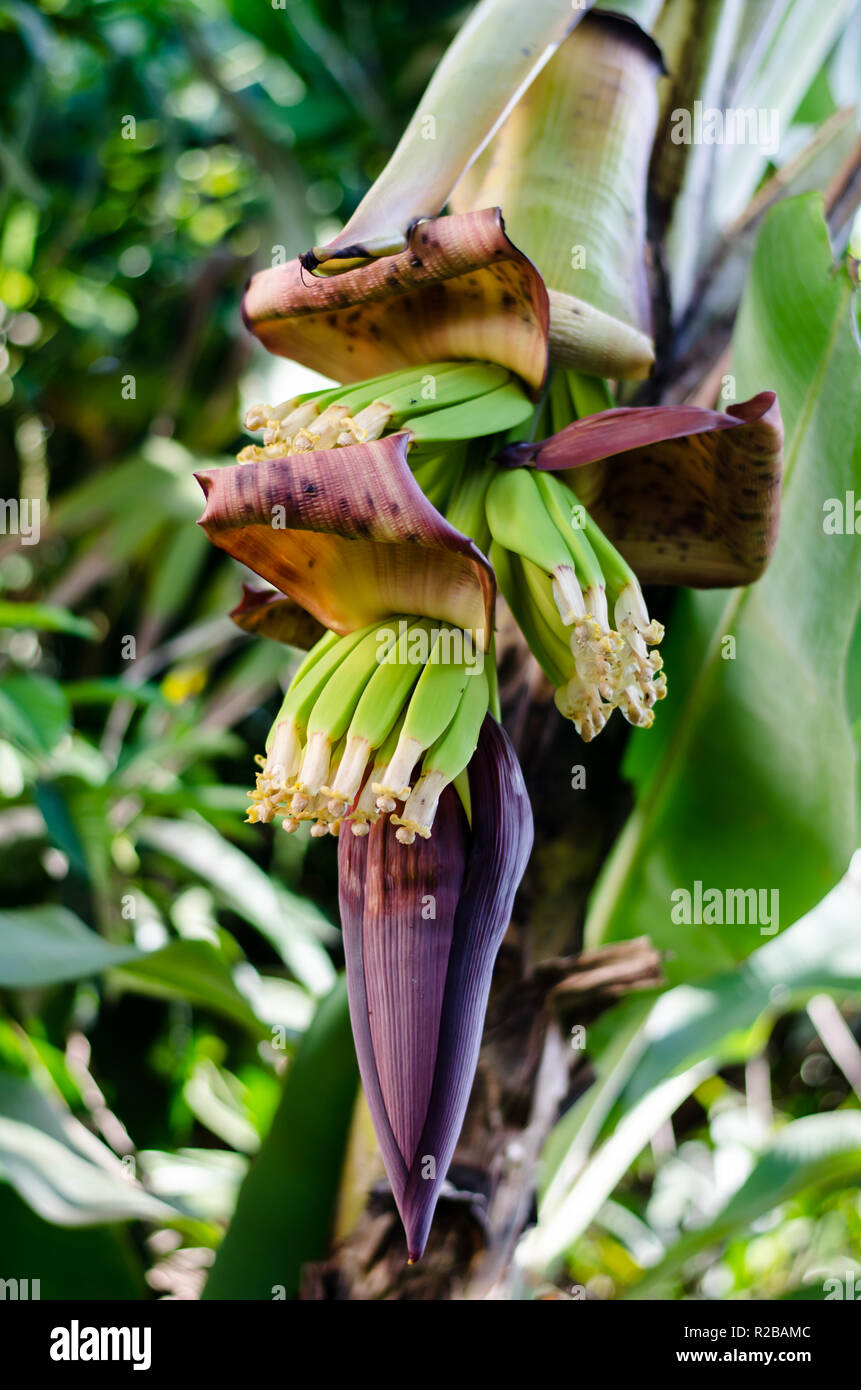 Detail of banana flowers Stock Photo