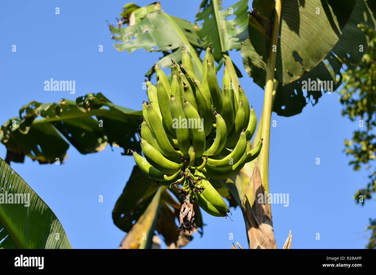 Plantain fruits hanging on the banana tree Stock Photo