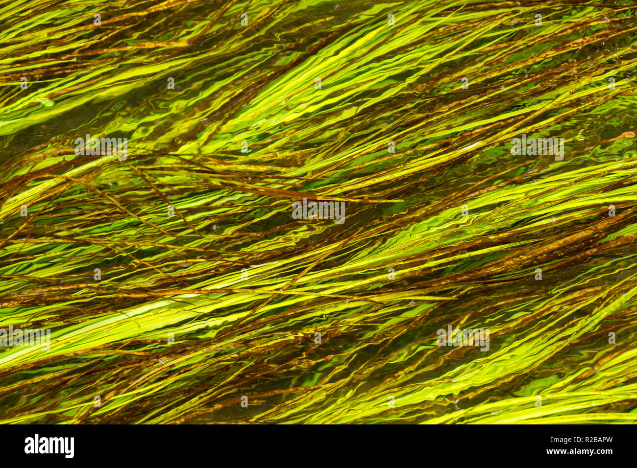 Water weed close up in a shallow stream in Dorset, West Wales, UK Stock Photo