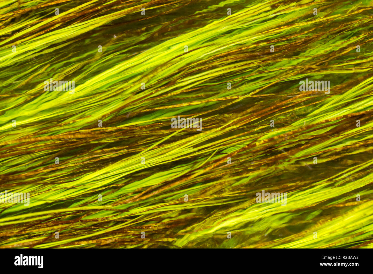 Water weed close up in a shallow stream in Dorset, West Wales, UK Stock Photo